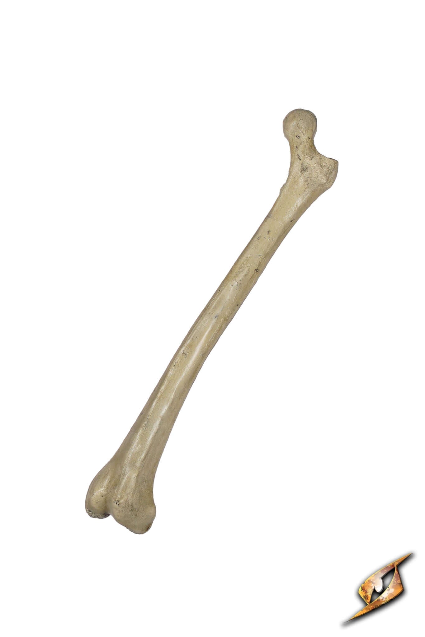 3292 08%20 %20Thigh%20Bone