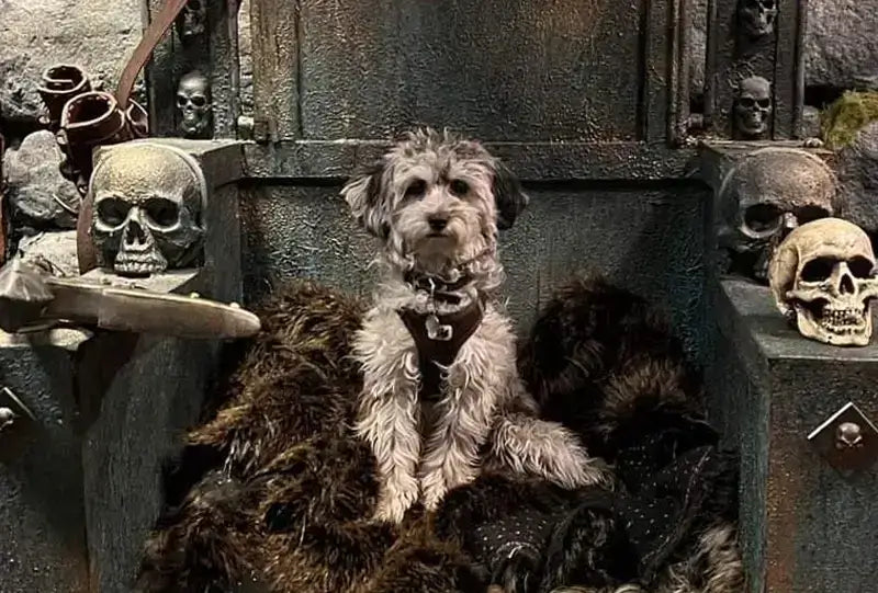 A small dog sitting on a throne surrounded by skulls and dark decor, creating a spooky yet adorable scene.
