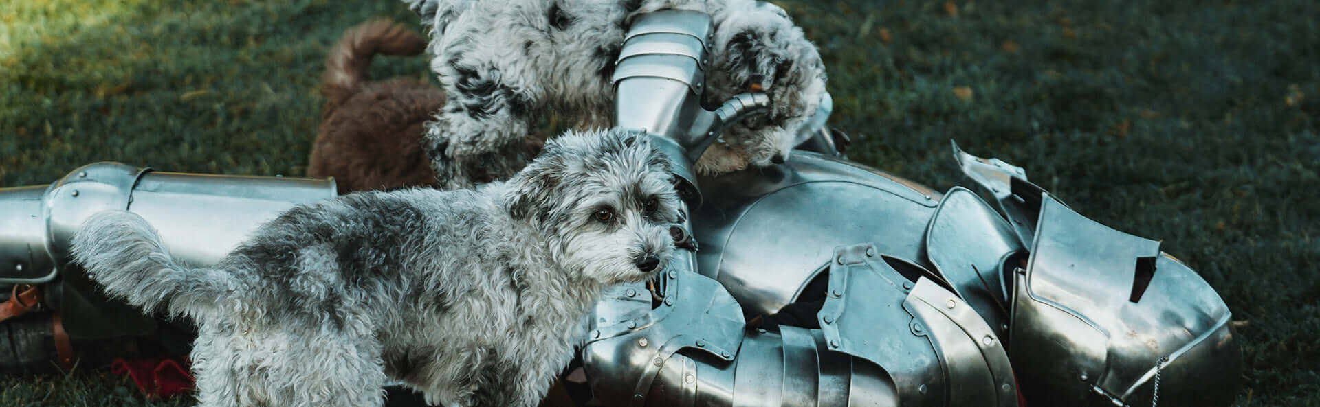 Two playful dogs exploring shiny armor on the grass, showcasing a whimsical and adventurous scene.